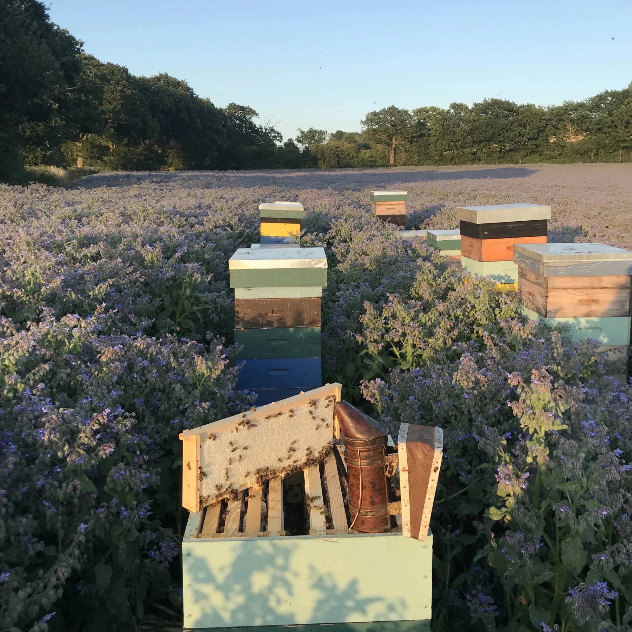 British Borage Honey 250g Glass Jar (Pack of 6) | The Fine Food Forager - EB London